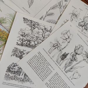 Vintage 45 Pc Botanical Ephemera & Junk Journal Kit